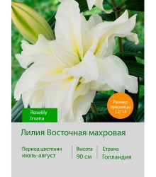 Лилия Roselily Irvana