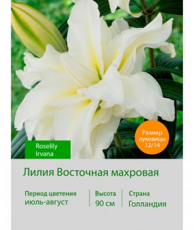 Лилия Roselily Irvana