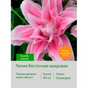 Лилия Roselily Isabella