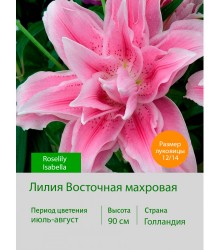 Лилия Roselily Isabella