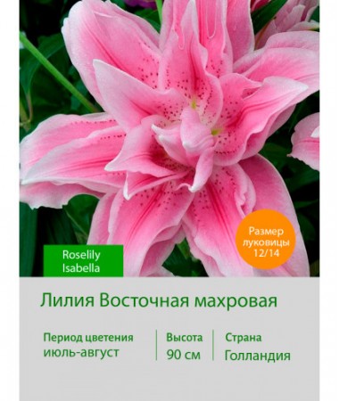 Лилия Roselily Isabella