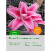 Лилия Roselily Jasmina