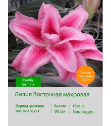 Лилия Roselily Jasmina