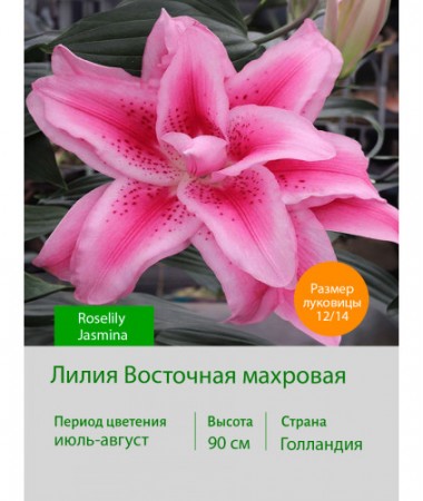 Лилия Roselily Jasmina