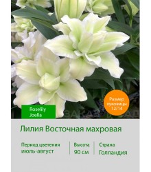Лилия Roselily Joella