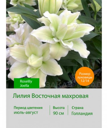 Лилия Roselily Joella