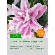 Лилия Roselily Lucia