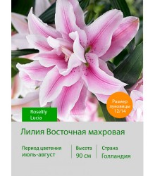 Лилия Roselily Lucia