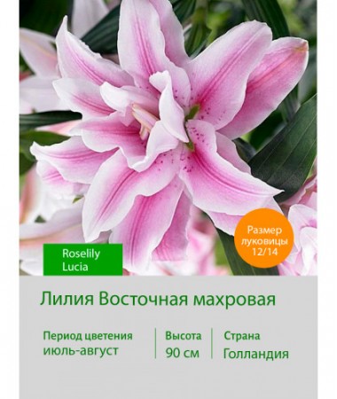 Лилия Roselily Lucia