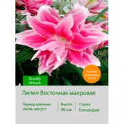 Лилия Roselily Mikaela