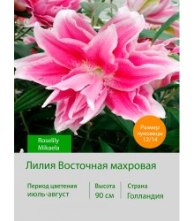 Лилия Roselily Mikaela