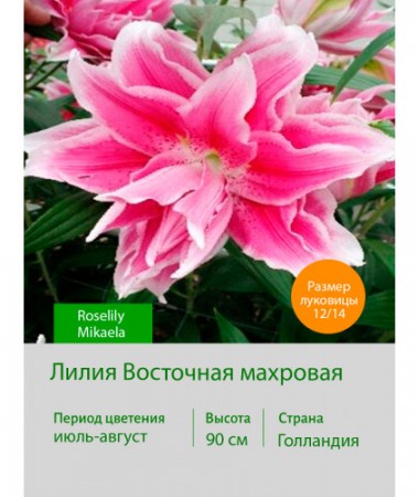 Лилия Roselily Mikaela