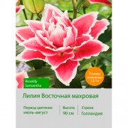 Лилия Roselily Samantha