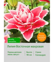 Лилия Roselily Samantha