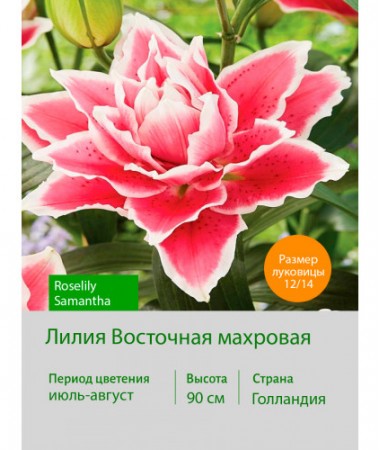 Лилия Roselily Samantha