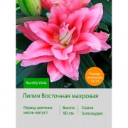 Лилия Roselily Viola