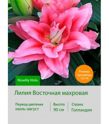 Лилия Roselily Viola