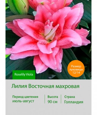 Лилия Roselily Viola