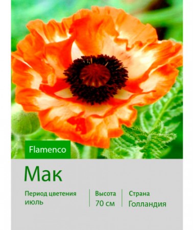 Мак Flamenco
