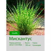 Мискантус Giraffe Мискантус Giraffe