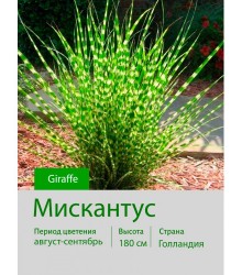 Мискантус Giraffe