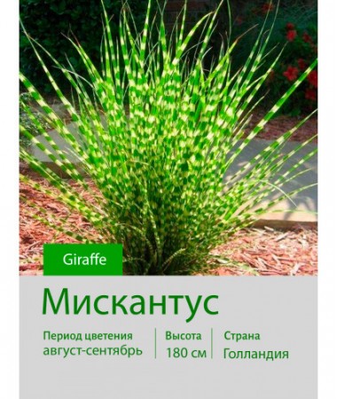 Мискантус Giraffe