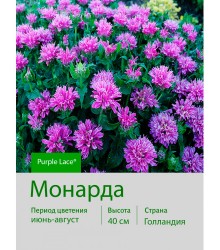 Монарда Purple Lace®