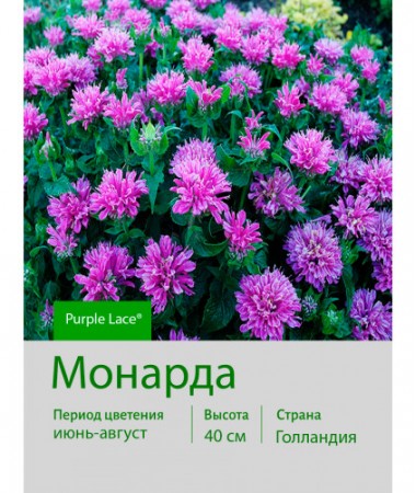 Монарда Purple Lace®