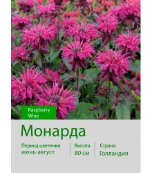 Монарда Raspberry Wine