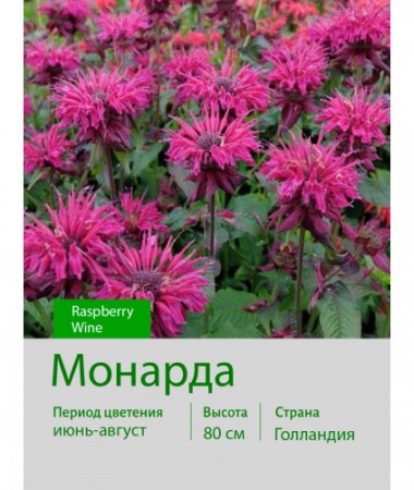 Монарда Raspberry Wine