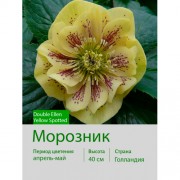 Морозник Dble Ellen Yellow Spotted