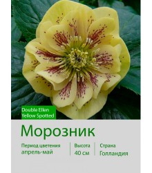 Морозник Dble Ellen Yellow Spotted