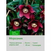 Морозник Pretty Ellen Red