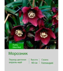 Морозник Pretty Ellen Red