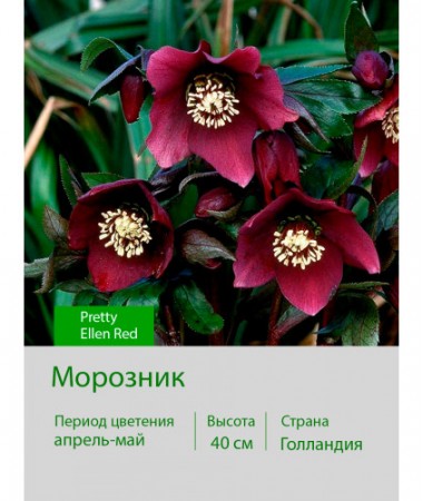 Морозник Pretty Ellen Red