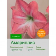 Амариллис Exposure