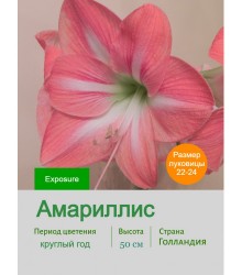 Амариллис Exposure Амариллис Exposure