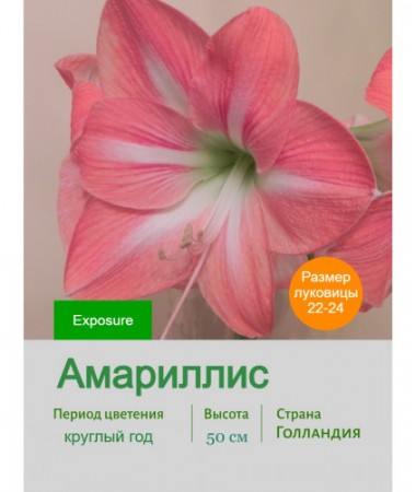 Амариллис Exposure