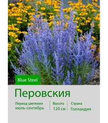 Перовския Blue Steel