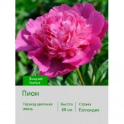 Пион Bouquet Perfect