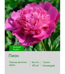 Пион Bouquet Perfect Пион Bouquet Perfect