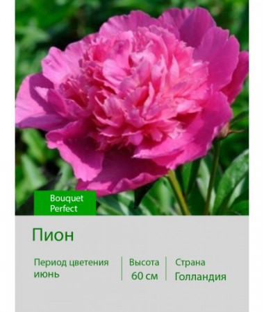 Пион Bouquet Perfect
