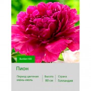 Пион Bunker Hill