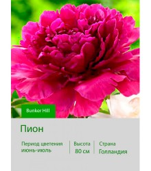Пион Bunker Hill Пион Bunker Hill