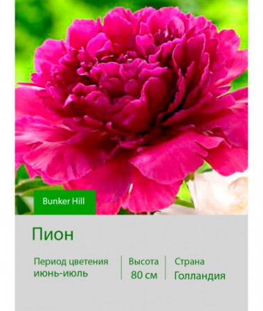 Пион Bunker Hill