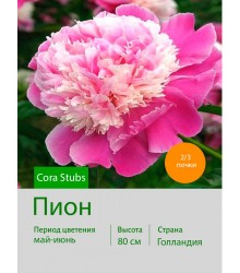 Пион Cora Stubs Пион Cora Stubs