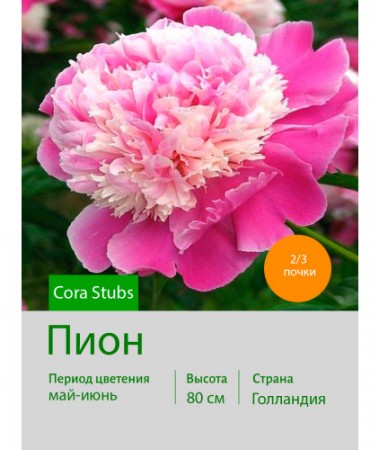 Пион Cora Stubs