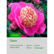 Пион Doreen