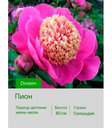 Пион Doreen Пион Doreen