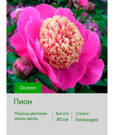 Пион Doreen